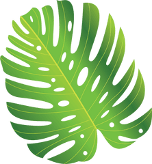 Green Tropical Leave Png Free Download - Photo 508 Illustration