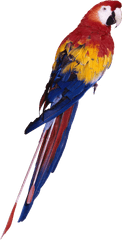 Parrot Png - Picsart Parrot Png