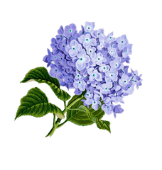 Flower Clipart Pink Bigleaf Hydrangea - Transparent Hydrangea Flower Png