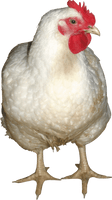 White Chicken Png Image