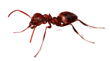 Ant Photos Vector HQ Image Free - Free PNG