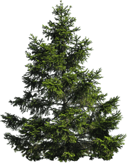 Tree Png Image Free Download Picture - Transparent Pine Tree Png