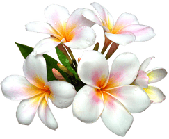 Frangipani White Flower Pic Free HD Image - Free PNG