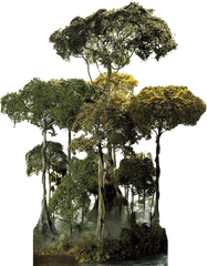 Rainforest Clipart Canopy - Tropical Forest Tree Png