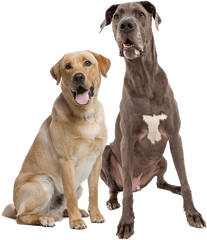 Lab Great Dane - Great Dane And Lab Png