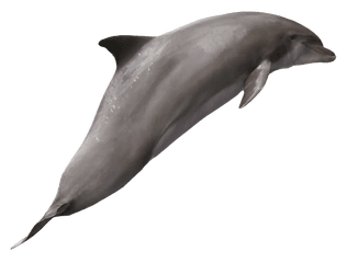 Dolphin Png Image - Common Bottlenose Dolphin