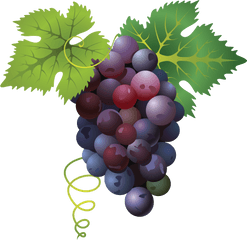 Grape Transparent Png Clipart Free - Grapes Png Transparent