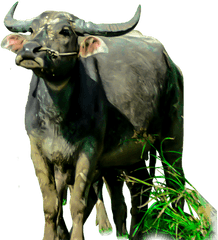 Animals Clipart Png Cartoon - Water Buffalo Png