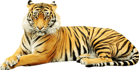 Sumatran Tiger Zoo Wildlife Sticker - Sumatran Tiger Png