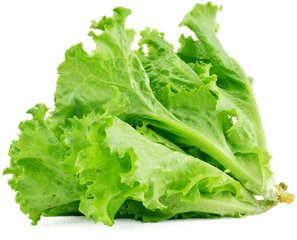 Download Lettuce Sandwich Butterhead Vegetable Salad - Transparent Background Transparent Lettuce Png