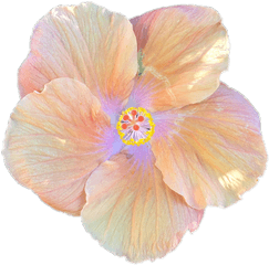 Hibiscus Flower Cartoon 19 Buy Clip - Hibiscus Png