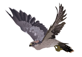 Falcon Png Picture