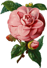 Free Vintage Pink Rose Graphic Png And Vector U2013 Avalon - Vintage Rose Vector Png