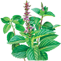 Drawing Basil Flower Transparent Png - Basil Tea