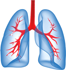 Download - Lungs Png