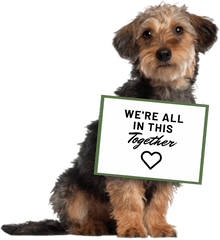 Camden Maine United States Paws Animal Adoption Center - Thank You With Dogs Png