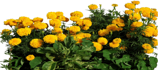 Marigold Clipart Transparent - Marigold Flower Plant Png