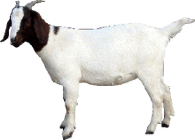 Goat Download Png