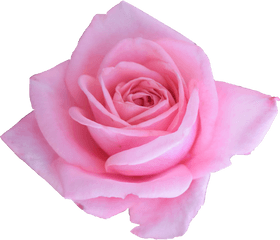 6 Pink Rose - Garden Roses Png