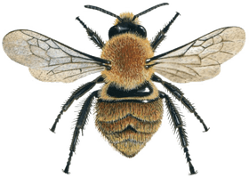 Honey Photos Bee Free Transparent Image HQ - Free PNG