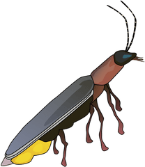 Picture - Firefly Drawing Png