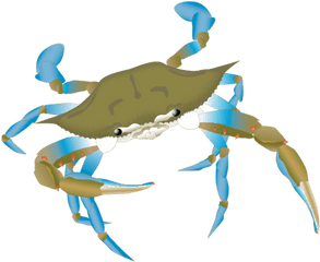 Blue Crab Vector Png - Blue Manna Crab Drawing