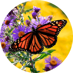 Canadian Wildlife Federation Help The Monarchs - Monarch Butterfly On Purple Flower Png