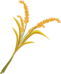 Download Hd Wheat Png Image With Transparent - Rice Plant Images In Png