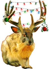 Mythical Southwest Jackalope Decorated For Christmas - Caribou Png