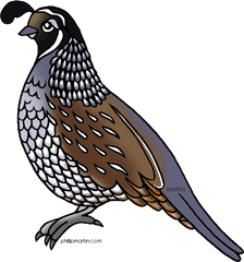 Quail Clipart Png - Quail Clipart