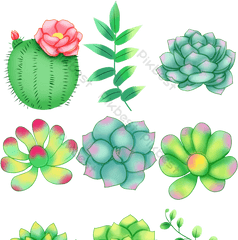 Beautiful Drawing Succulent Cactus Png Images Psd Free - Floral