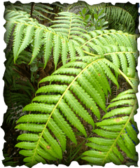 My Hawaii Nature Journal - Hawaii Nature Journal Hapuu Fern Png