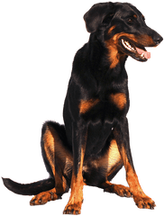 Isolated Doberman Dog - Beauceron Png