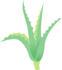 Aloe Plant Clipart Free Download Transparent Png Creazilla - Vertical