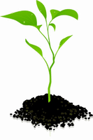 Growing Plant Photos PNG Download Free