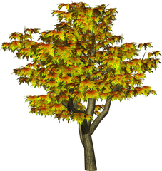 Maple Tree Clipart Freeuse Png Files - Png All Photo Editing