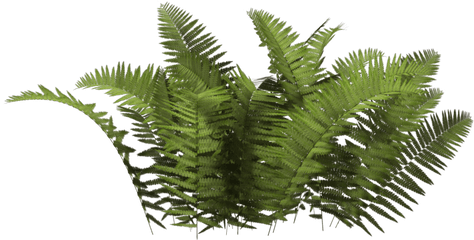 Fern Png 4 Image - Plant Fern Png