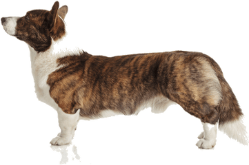 Cardigan Welsh Corgi Breed Facts And Information Petcoach - Cardigan Welsh Corgi Png