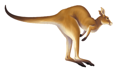 Kangaroo Gif Transparent Background - Animated Kangaroo Hopping Gif Png