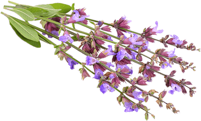 Clary Sage - Lobelia Png