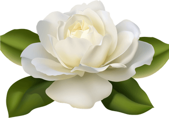 White Rose Clipart Guldasta - Gardenia Flowers Png White Rose Beautiful Flowers
