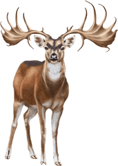 Caribou Png 3 Image - Clip Art