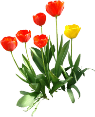 Tulip Transparent Image Hq Png - Tulip