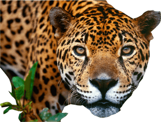 Jaguar Png Images Free Download - Jaguar Png
