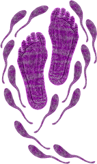 Aboriginal Footprints Purple Transparent Background Greeting Card - Aboriginal Art No Background Png