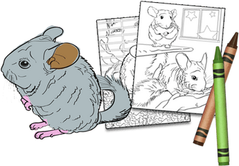 Chinchilla - Cartoon Png