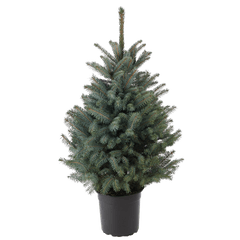 Blue Spruce Tree Potted Png - Clip Art Library Houseplant