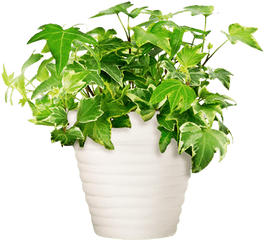 Download Hd Potted Plant - Transparent Potted Plants Png Potted Plants Transparent