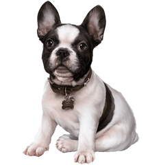 Download French Bulldog Puppy Images Clip Art Cute Dogs - French Bulldog Png Clipart