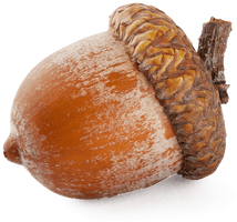 Acorn Png 3